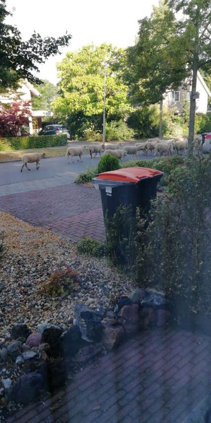 Deventer schapen in Diepenveen