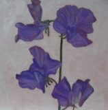 Lathyrus